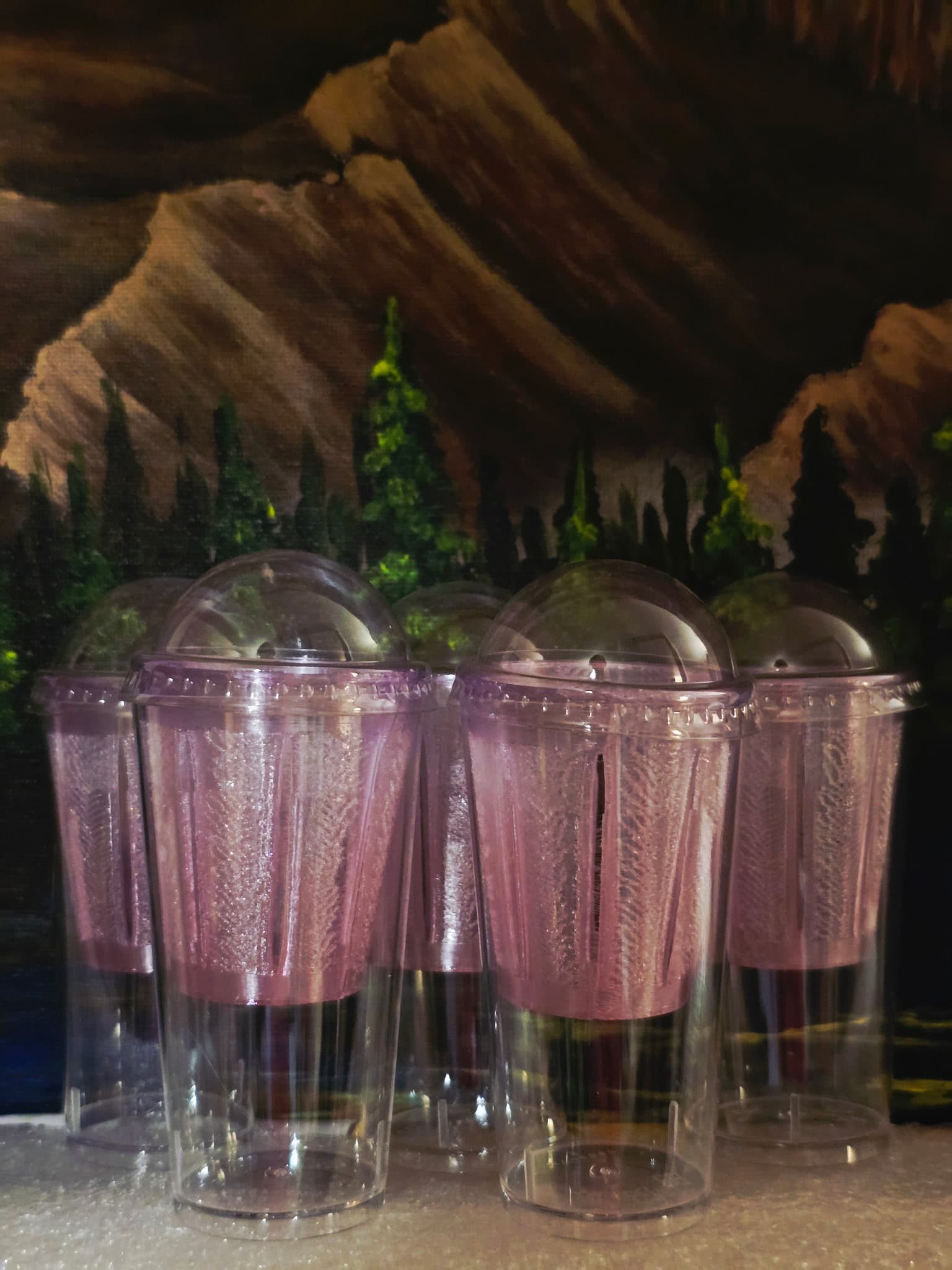 Alocasia Corm Cup Bundle